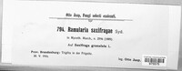 Ramularia saxifragae image